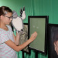 Pop Up Cranach